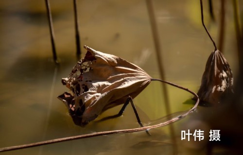 是谁留下的寂寥