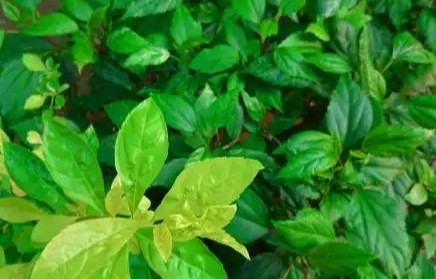 本草风物｜蓼大青叶