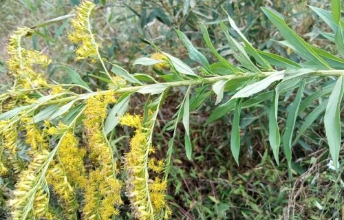 栽花