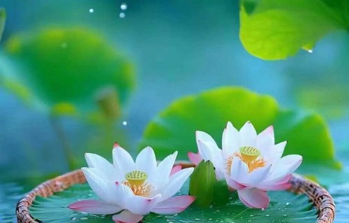 花园的感动