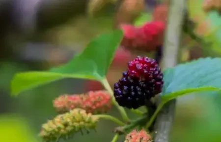 桑葚
