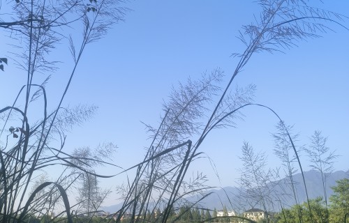 清溪牛牧秋吟