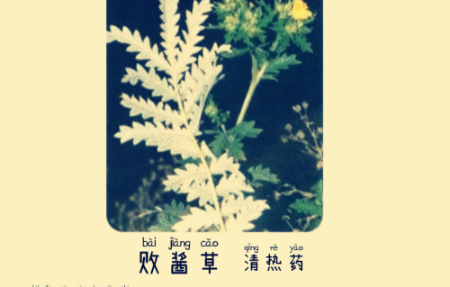 本草风物｜败酱草（现代诗）