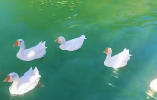 赞浦子·南国见鹅趣