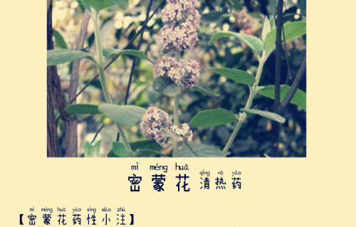 本草风物｜密蒙花（现代诗）