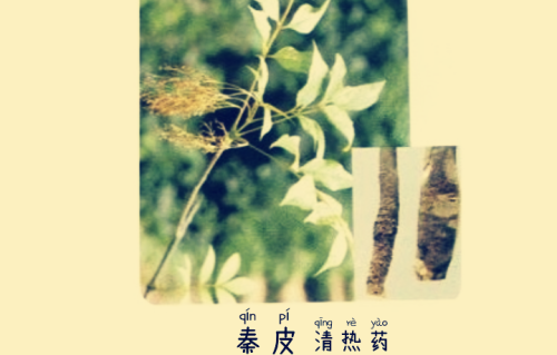 本草风物｜秦皮