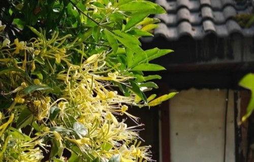 七律•金银花