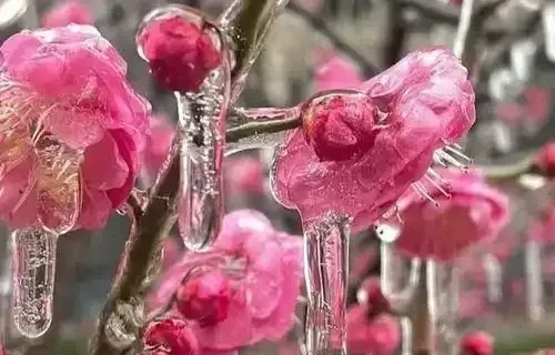 雪晴寒梅