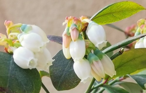 天露纷洒·玉蕊自风雅