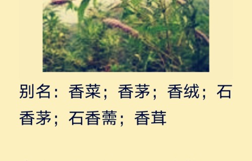 香薷（现代诗）