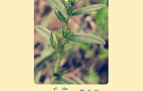 本草风物｜紫草