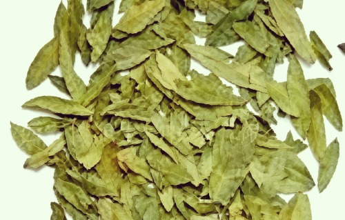 本草风物|番泻叶