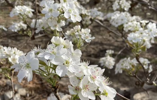 梨花开