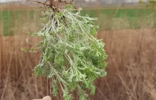 挖野菜