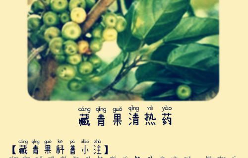 本草风物｜藏zàng青果