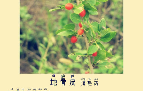 本草风物|地骨皮（现代诗）