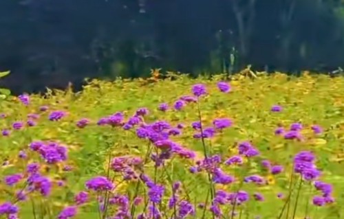 占春芳·马鞭草花田