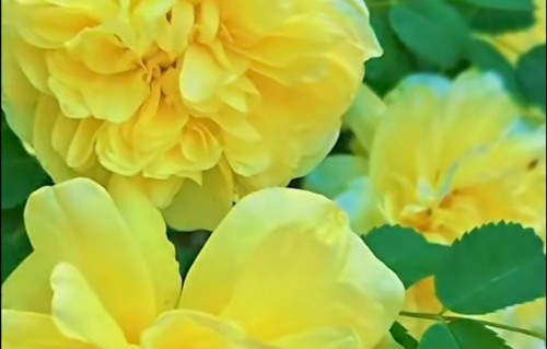 醉花间·重瓣黄刺玫