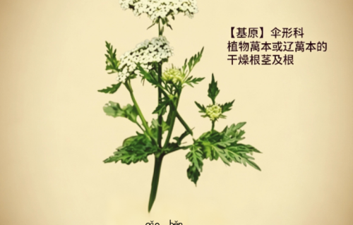 藁本（现代诗）