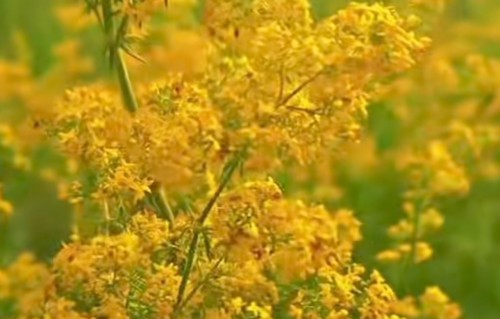 占春芳·采山蓼归途有作（和康频）