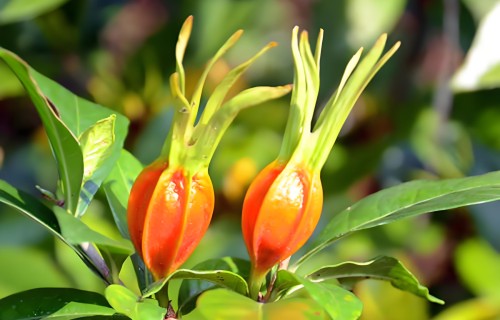 《水调歌头·黄栀子》