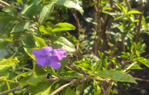 一朵茉莉