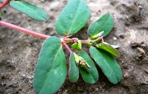 本草风物·地锦草