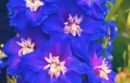 占春芳·翠雀花（和康频）