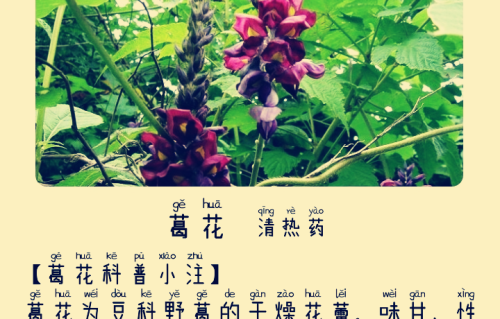 本草风物｜葛花