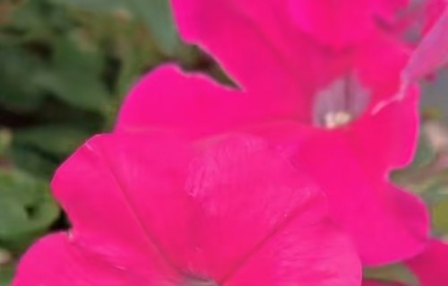 花非花·秋园之花