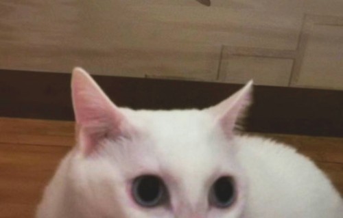 西5.今，不复还