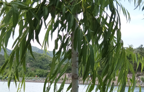 思博