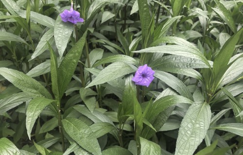 《蓝花草》