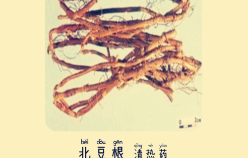 本草风物｜北豆根