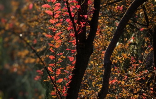 不再在桥上看过多的风景