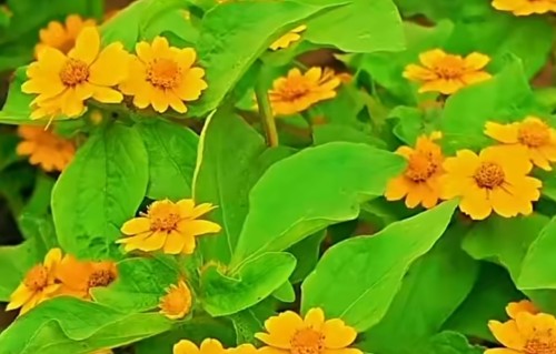 占春芳·黄帝菊