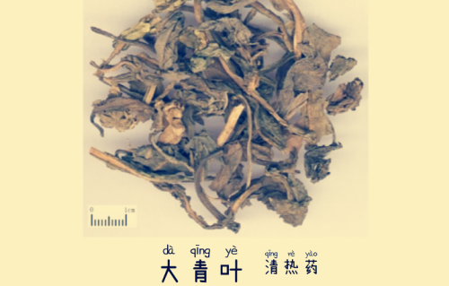 本草风物｜大青叶（现代诗）