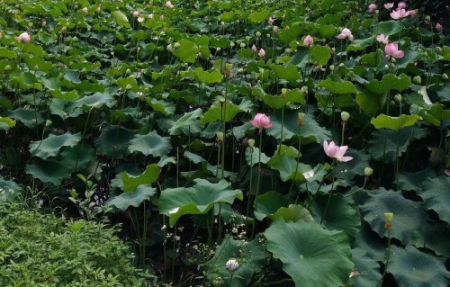忆江南•泉井眼