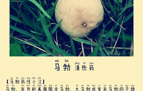 本草风物｜马勃（现代诗）