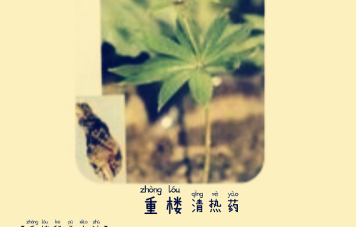 本草风物｜重楼