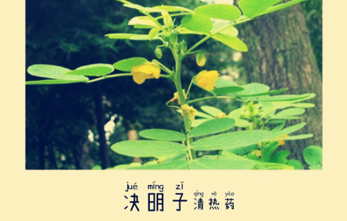 本草风物｜决明子（现代诗）
