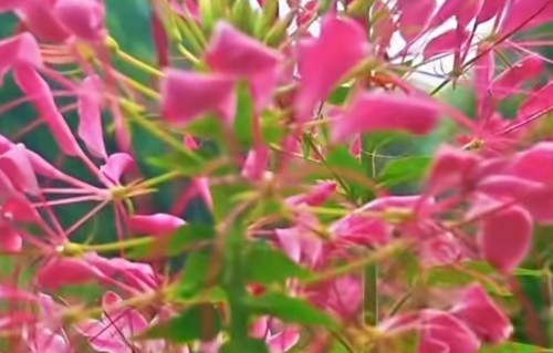 占春芳·醉蝶花