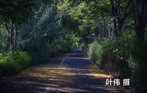林荫闲吟