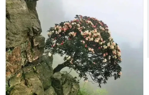 绝处逢生