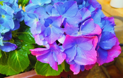 一丛花·锦球