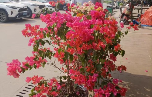 记丙午春花