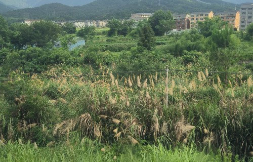 途次遇蒹葭摇风