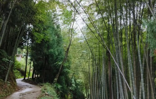 云山闲景