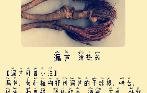 本草风物｜漏芦