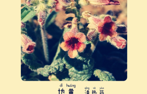 本草风物｜地黄
